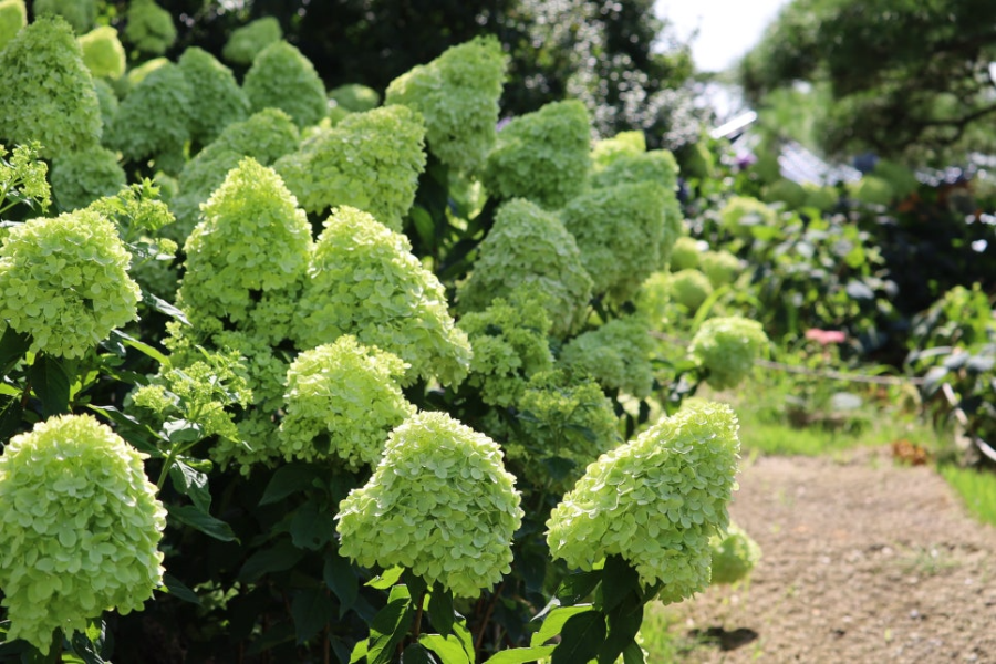 특색있고 아름다운 민간 정원 30선 추천 여행 - 07. 청주 공간정원