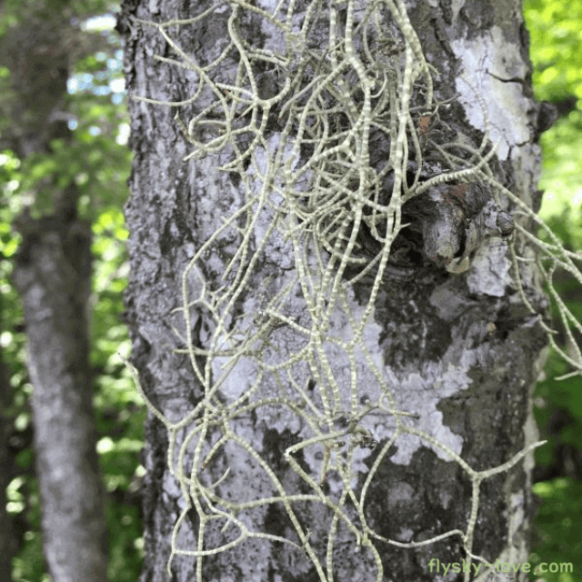 항염 및 고혈압 개선에 효과적인 송라