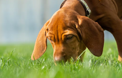 다른 개의 오줌을 핥으려고 하는 것은?