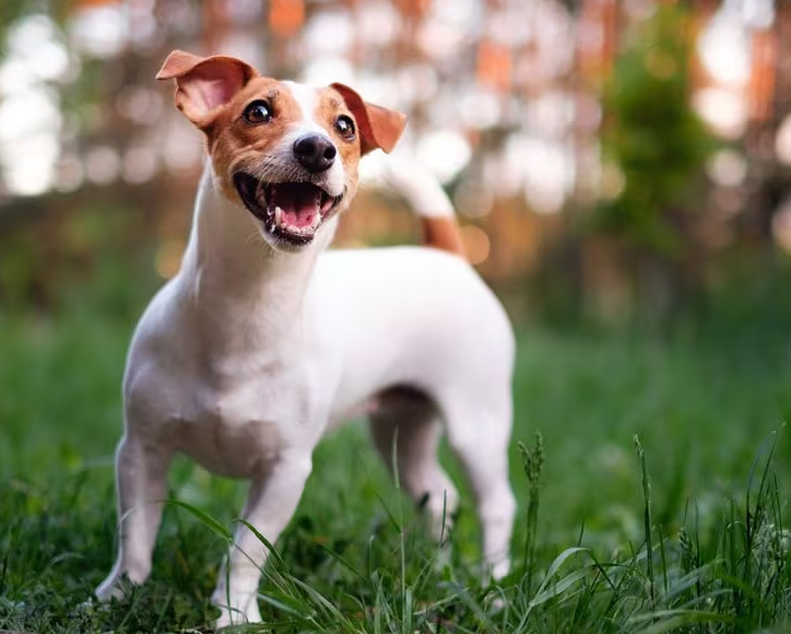 잭 러셀 테리어