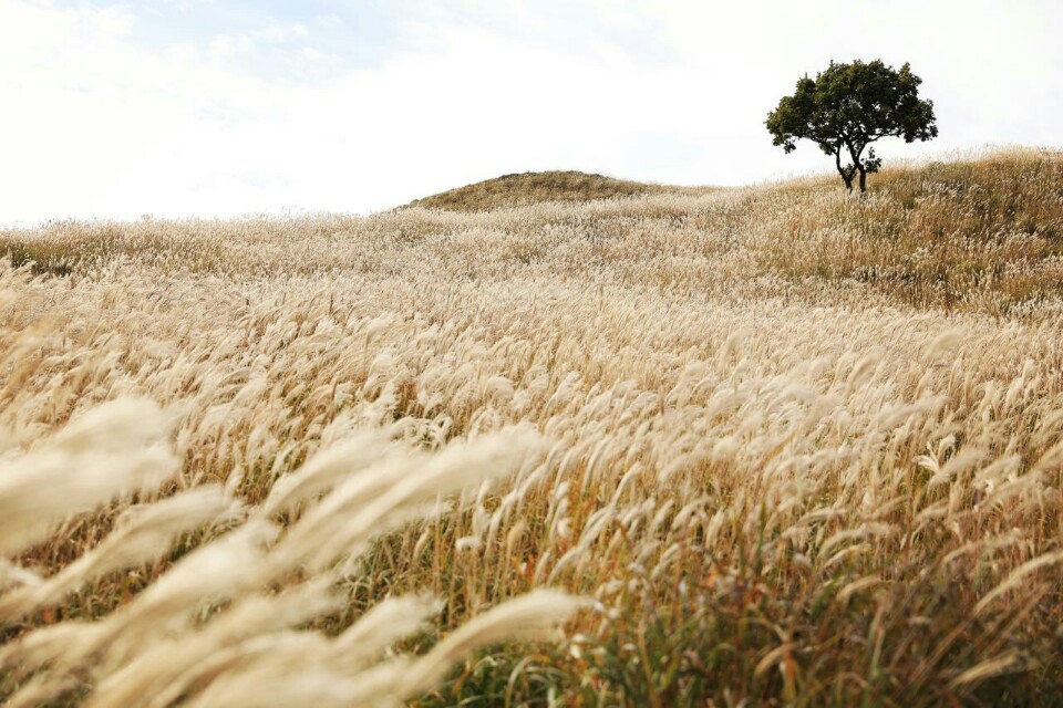 황매산 등산코스 추천