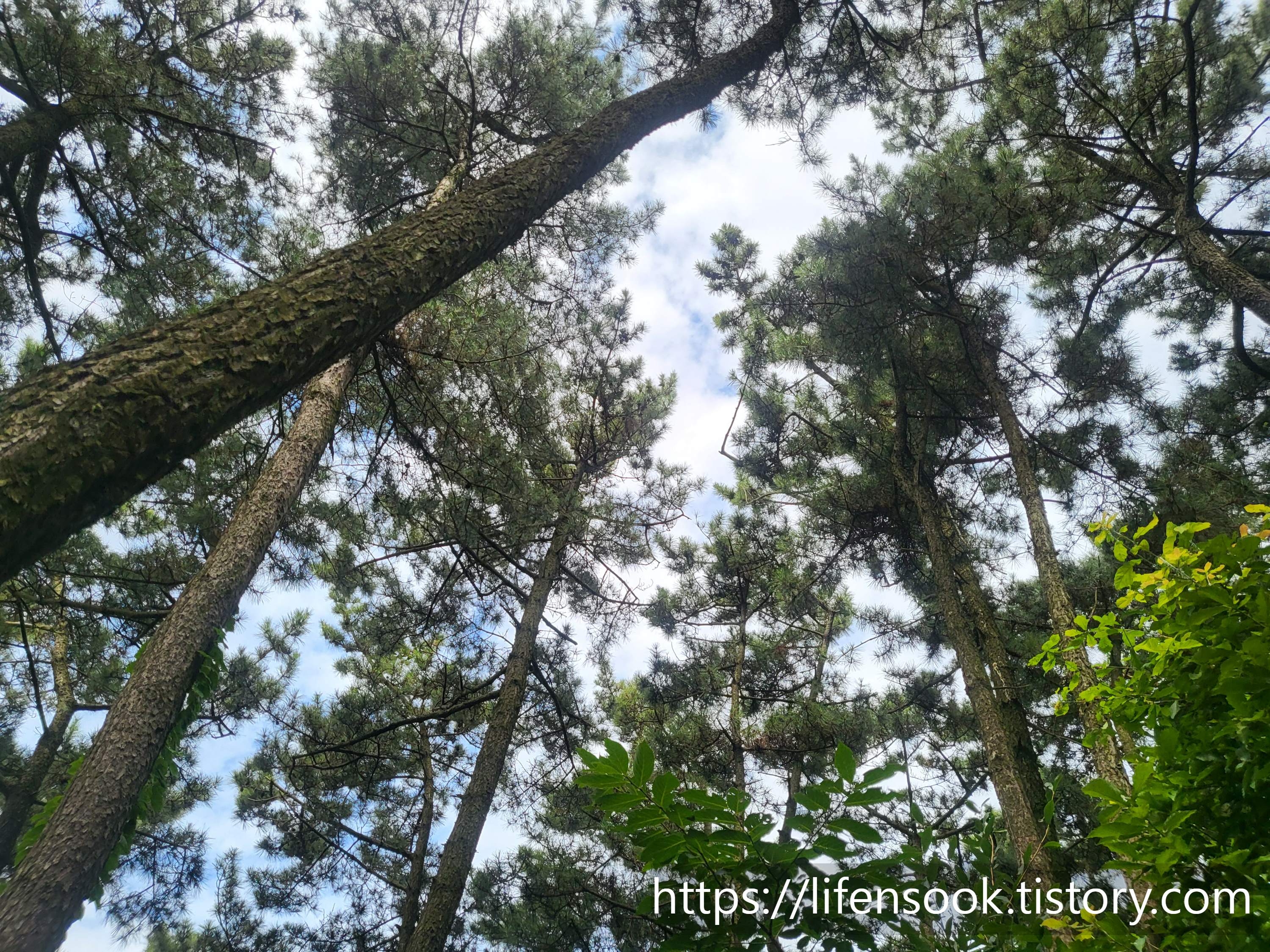 대부해솔길 3코스 큰산 2