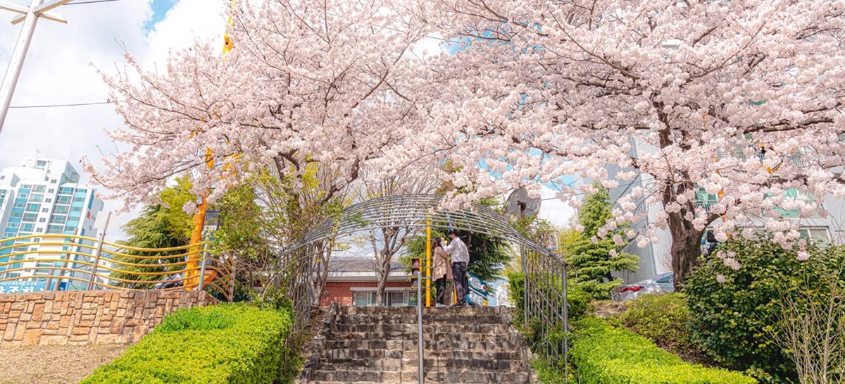 부산 벚꽃 명소 추천 숨겨진 뷰포인트_5