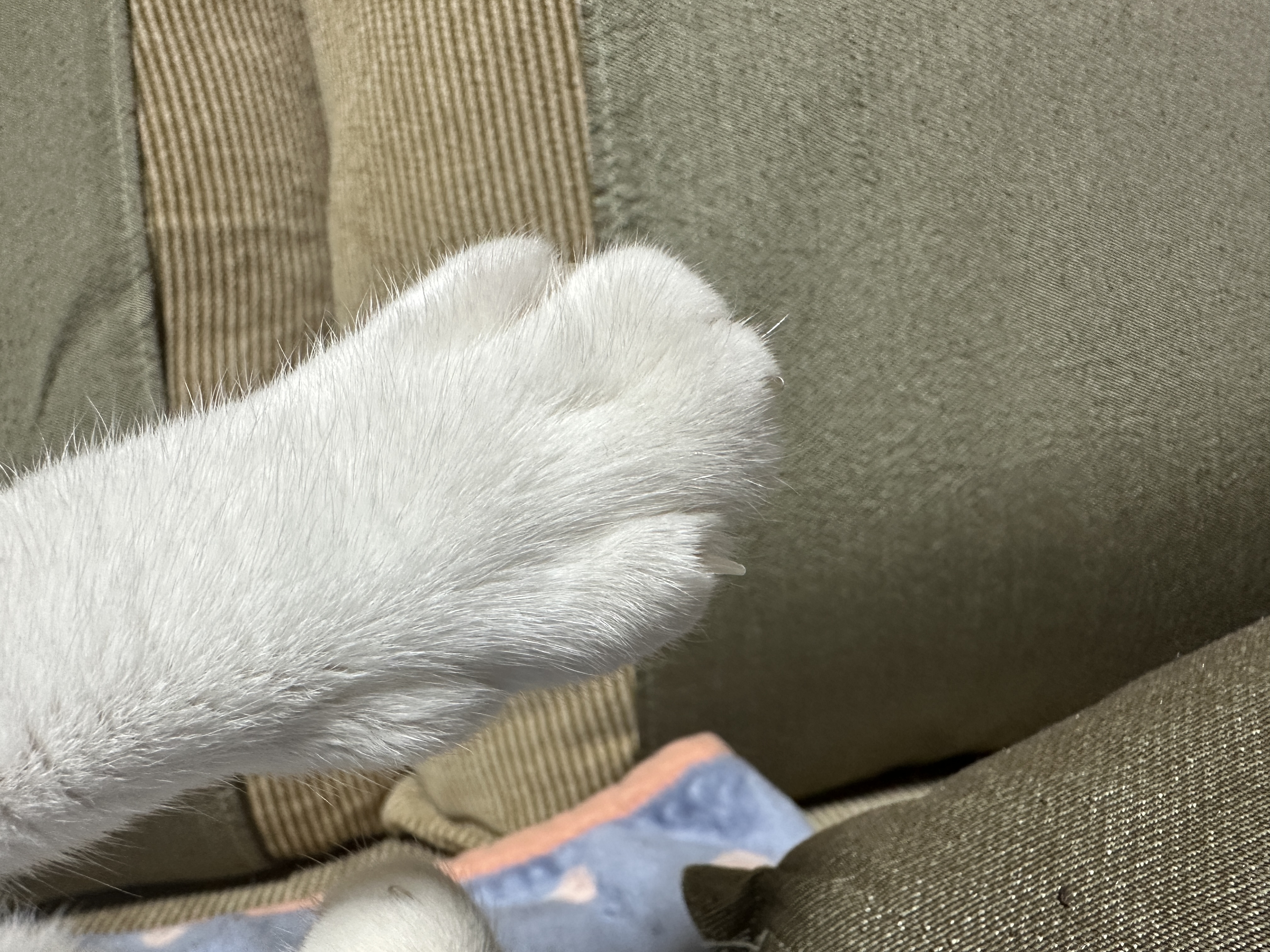 치즈냥이_막둥이_앞발_솜방맹이