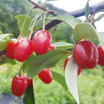 보리수 열매 부작용 증상 효능 관련 정보 총정리_19