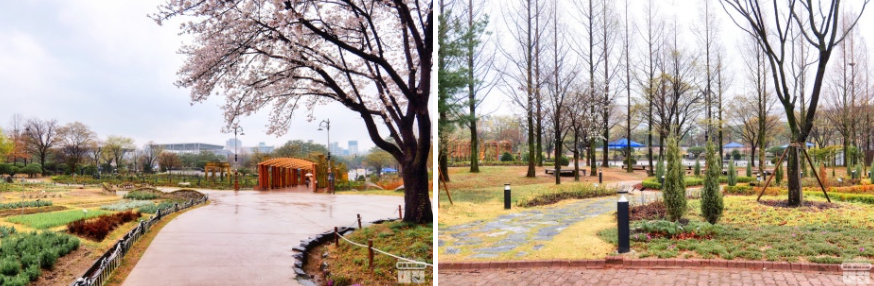 대전 들의공원 이팝나무 - 5월 이팝나무 나들이코스