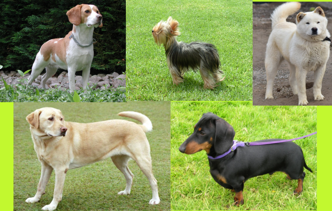 개품종. 강아지종류.