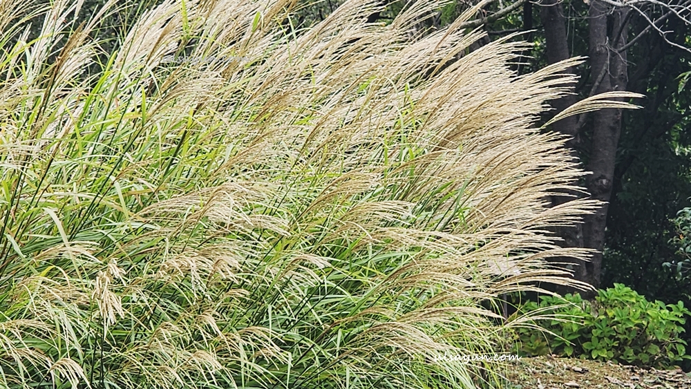 수목원의 억새꽃