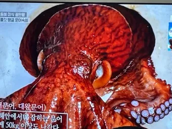 전현무계획2 문어숙회 수제비 골뱅이 맛집 위치 안내_9