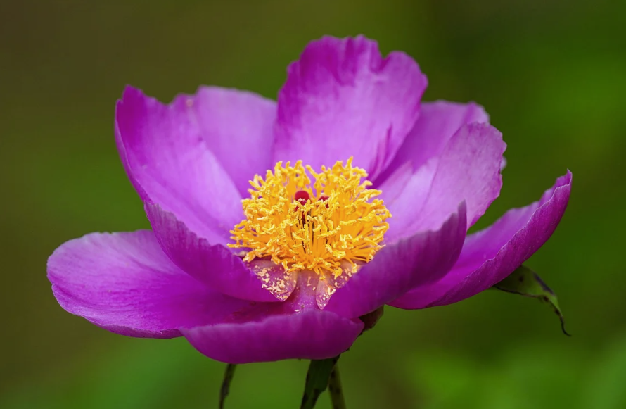 흰 작약 꽃말 완벽 가이드: 의미부터 활용까지