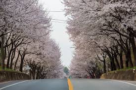 벚꽃 명소 서울 벚꽃 명소 경기도 벚꽃 글램핑 경기도 벚꽃 개화시기 충청도 벚꽃 명소 수원 벚꽃 명소 경기도 벚꽃 개화 경기도 벚꽃 명소 경기도 숨은 벚꽃 명소 벚꽃 숨은 명소 벚꽃 명소 전국 벚꽃 명소 경기도 숨은 벚꽃 명소 서울 숨은 벚꽃 명소 전남 벚꽃 숨은 명소 경주 벚꽃 숨은 명소 경기도 벚꽃 명소 거제 벚꽃 파주 벚꽃 벚꽃구경 서울근교 벚꽃 벚꽃 드라이브 코스 전주 벚꽃 드라이브 포항 벚꽃 드라이브 서울 근교 벚꽃 드라이브 수도권 벚꽃 드라이브 대전 벚꽃 드라이브 강화도 벚꽃 드라이브 경북 벚꽃 드라이브 경남 벚꽃 드라이브 청주 벚꽃 드라이브 강화 벚꽃 드라이브 천안 벚꽃 드라이브 강원도 벚꽃 드라이브 남양주 벚꽃 드라이브 벚꽃 드라이브 코스 서울 벚꽃 드라이브 명소 벚꽃 드라이브 서울 벚꽃 드라이브 인천 벚꽃 드라이브 코스 추천 경기도 벚꽃 드라이브 가평 벚꽃 드라이브 서울근교 벚꽃 드라이브 전남 벚꽃 드라이브 코스 서울 벚꽃 드라이브 오산 벚꽃 드라이브 코스