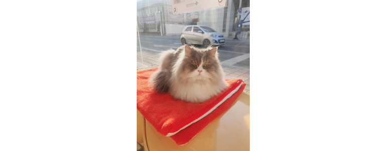 상주시 동물병원