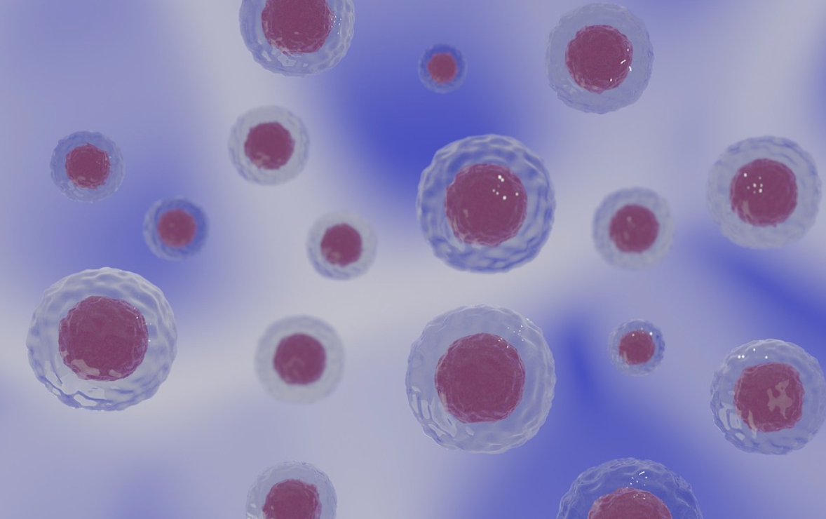 세포-스트레스-노화물질-해독-세포활성화-독성물질-폴리페놀-블루베리-글루코시놀레이트