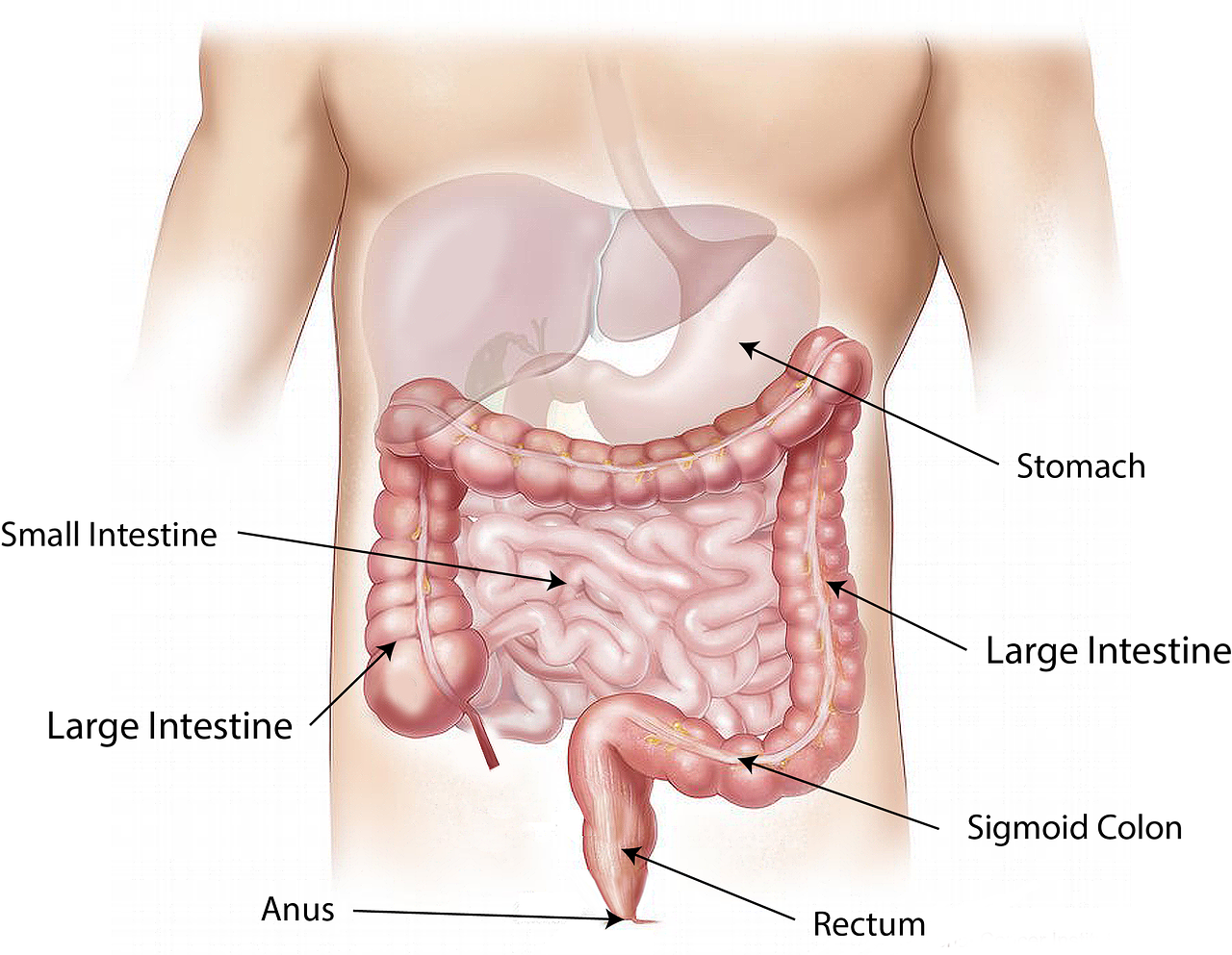 항문 건강, 질환과 관리법