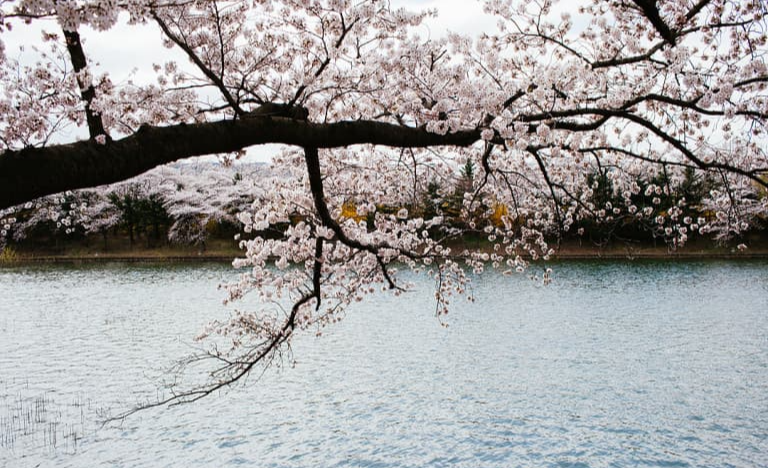 경주 벚꽃 여행 가이드 ❘ 벚꽃과 역사 여행의 만남, 보문호 & 첨성대
