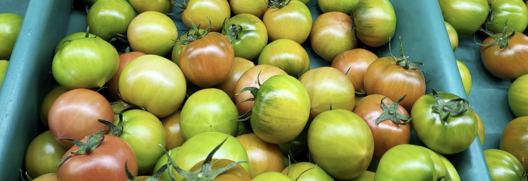 짭짤이토마토 2