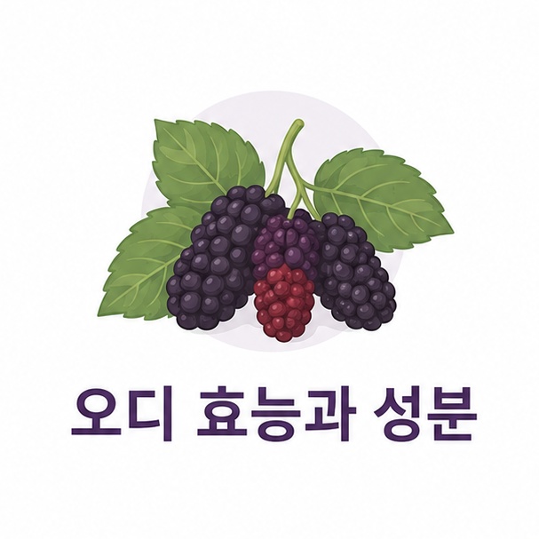 오디 효능과 성분 정리