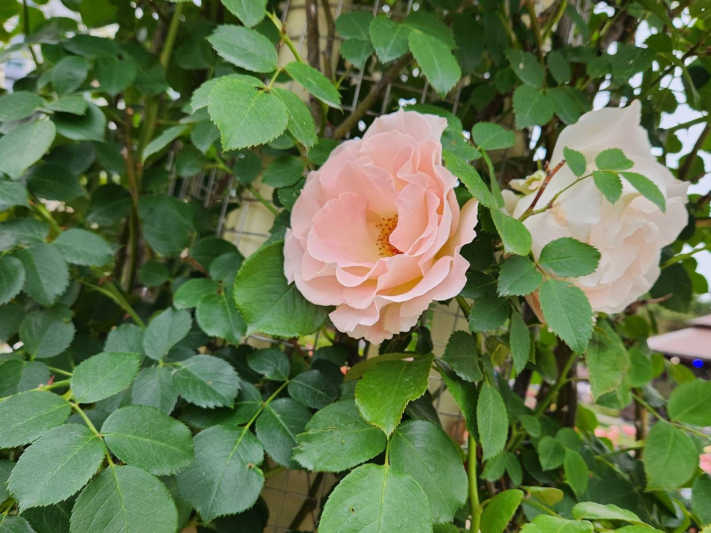 덩굴장미 로코코 Rokoko