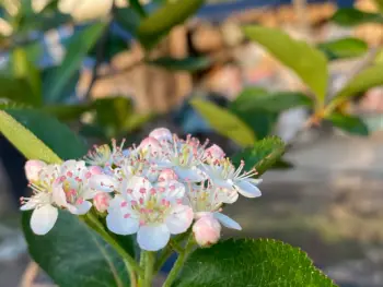 아로니아 효능 및 영양소, 먹는 방법