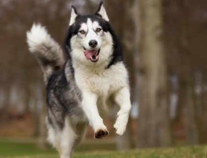 시베리안 허스키