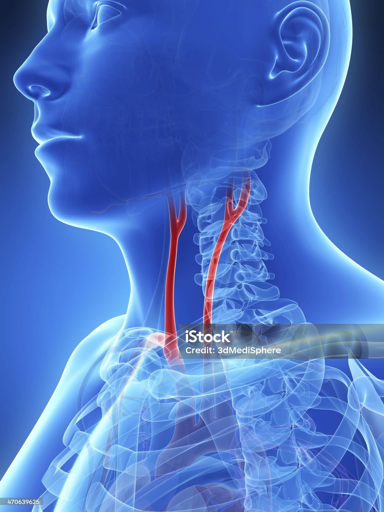 “경동맥 초음파 검사로 알 수 있는 병들, 놓치면 위험한 초기 신호들”