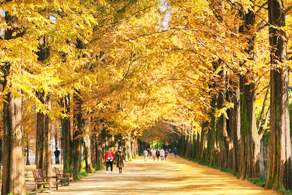 메타세쿼이아길