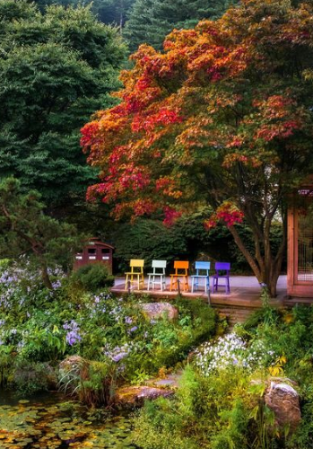 가을국화축제-아침고요수목원-피나클랜드