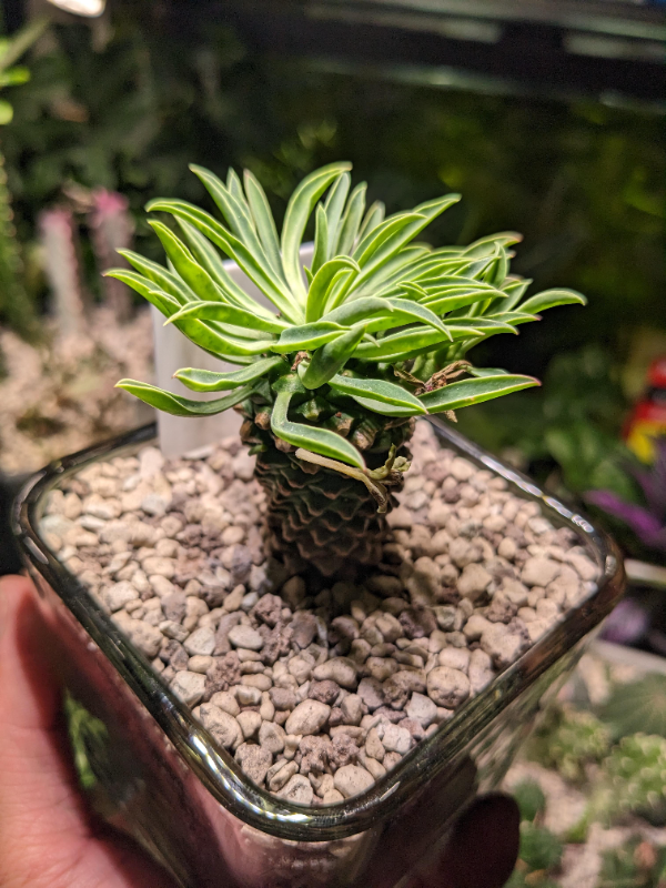 괴마옥 기르기 키우기 번식 다육 물주기 자르기 꽃 옷자람 분갈이