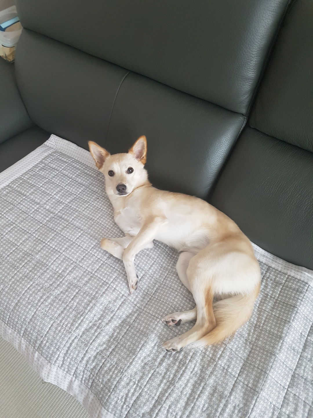 강아지 장수비결