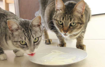고양이가 요구르트를 먹고 있는 사진