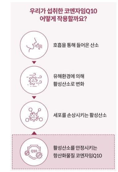코엔자임 큐텐의 효능