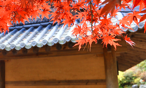 아침고요수목원 수국전시회&amp;#44; 6월 방문객이 몰리는 진짜 이유 3가지