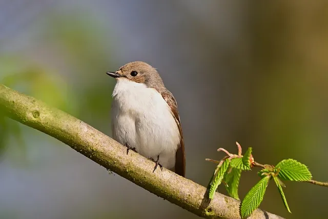 싸리버섯 채취시기종류 정보를 정리_8