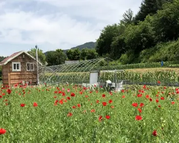 원주 용수골 꽃양귀비 축제_15