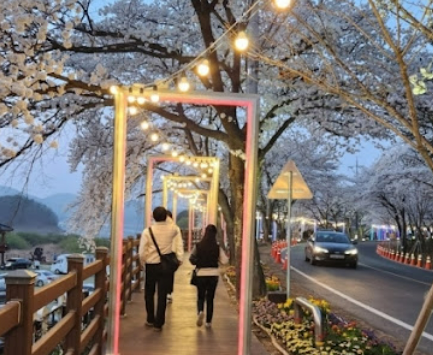 대청호벚꽃축제