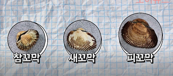 꼬막 구매팁과 손질, 활용법
