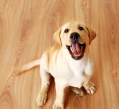 개가 다리를 끌다