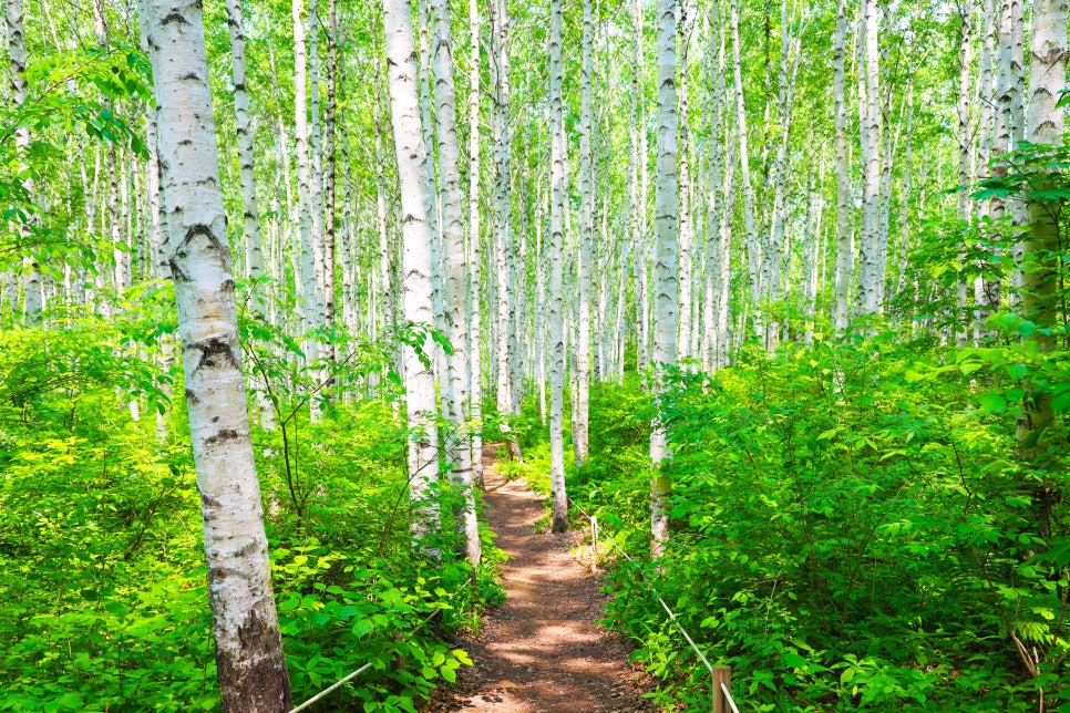 속삭이는 자작나무숲