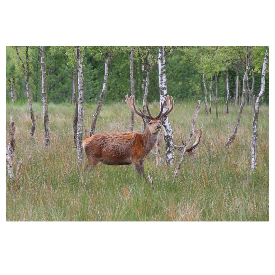 공진단과 관련된 사진입니다.