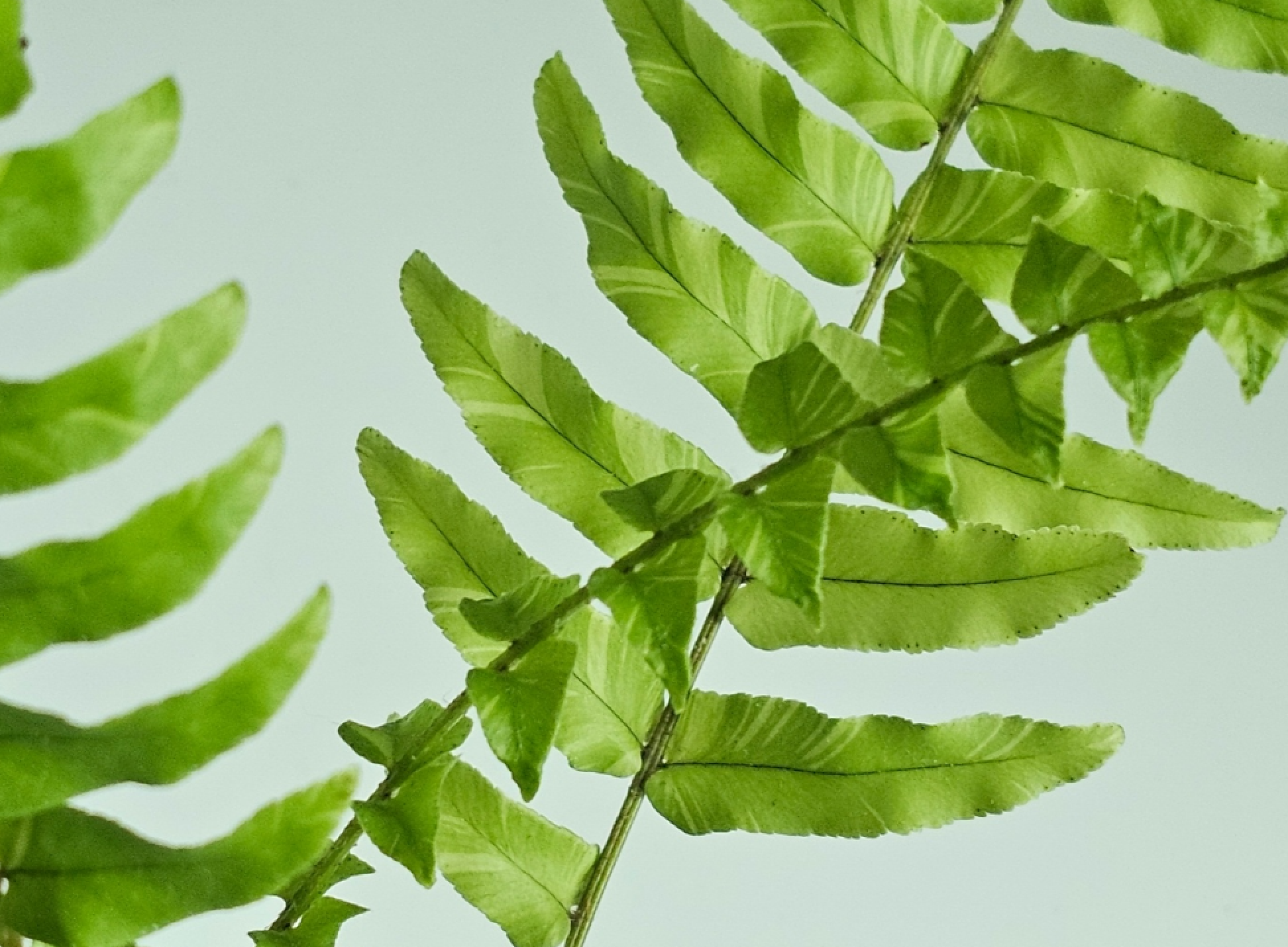 무늬보스턴고사리