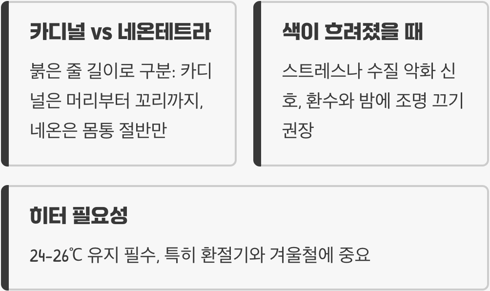 카디널테트라 키우기 A to Z (어항, 먹이, 수질 관리)