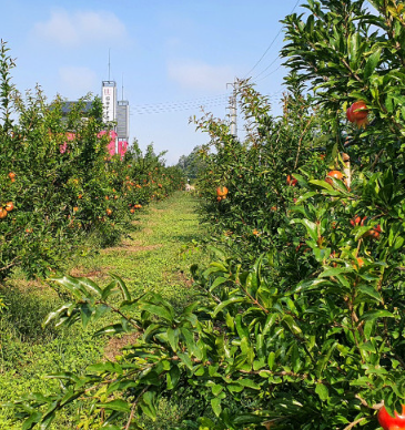 고흥석류파칸농장