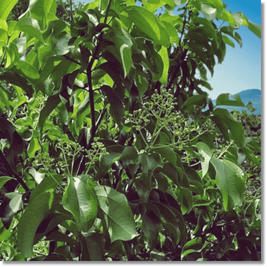 녹나무 효능 및 부작용