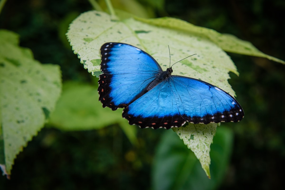Butterfly.