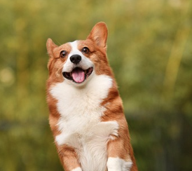 강아지가 삶은 순대나 간을 먹어도 될까? (배달 족발)