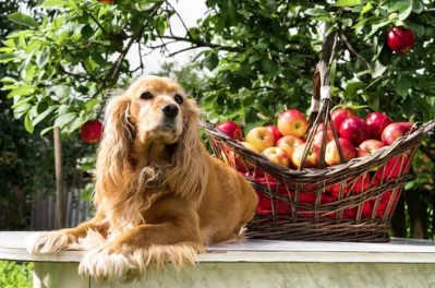 사과와 강아지 사진/출처:어도비스톡