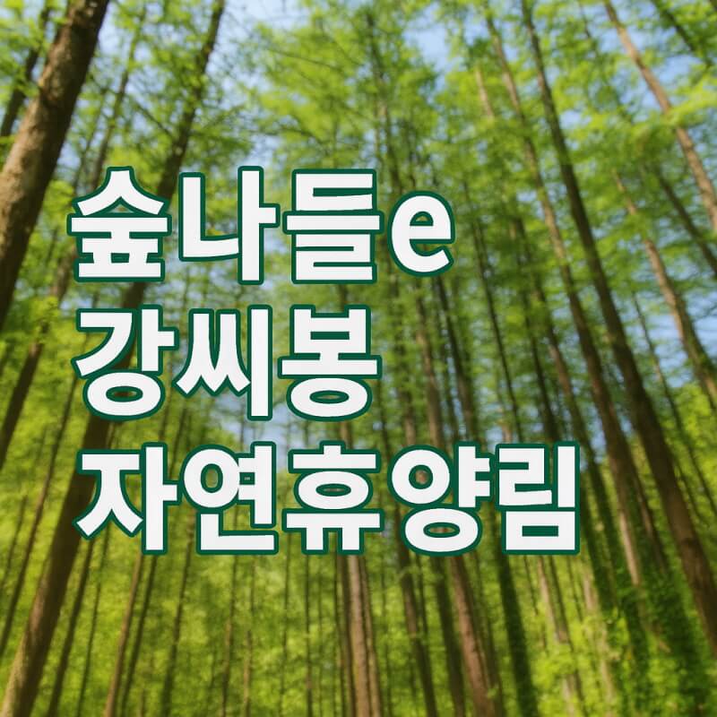 숲나들e 강씨봉 자연휴양림 국내 여행지 추천 관련 사진