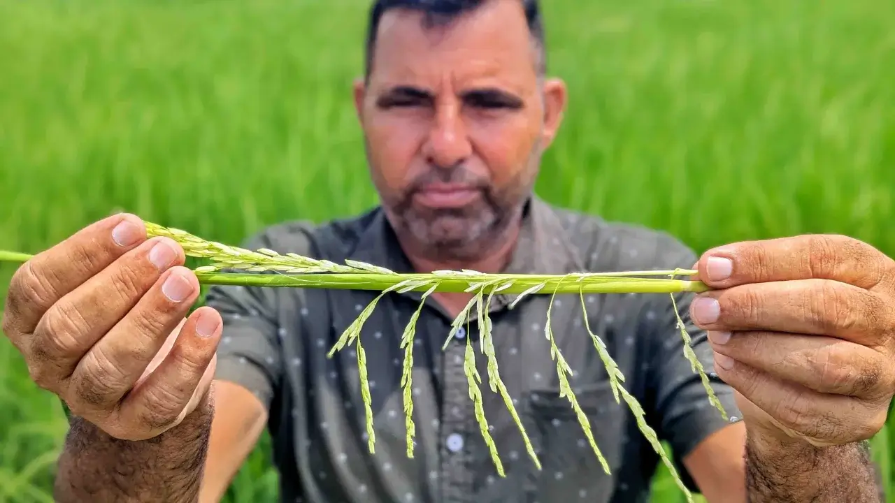 인도 쿠마르 쌀 농작물의 남아있는 부분-(비제이 베디 외국방송 출저)