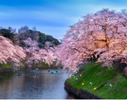 후쿠오카-벚꽃-개화시기-4