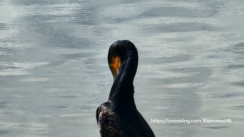 민물가마우지 Freshwater cormorant